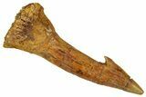 Fossil Sawfish (Onchopristis) Rostral Barb - Morocco #351714-1